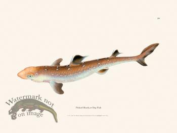 054 Picked Shark,or Dog Fish